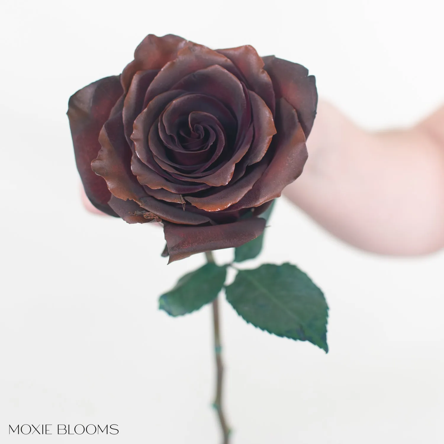 Chocolate Novelty Roses