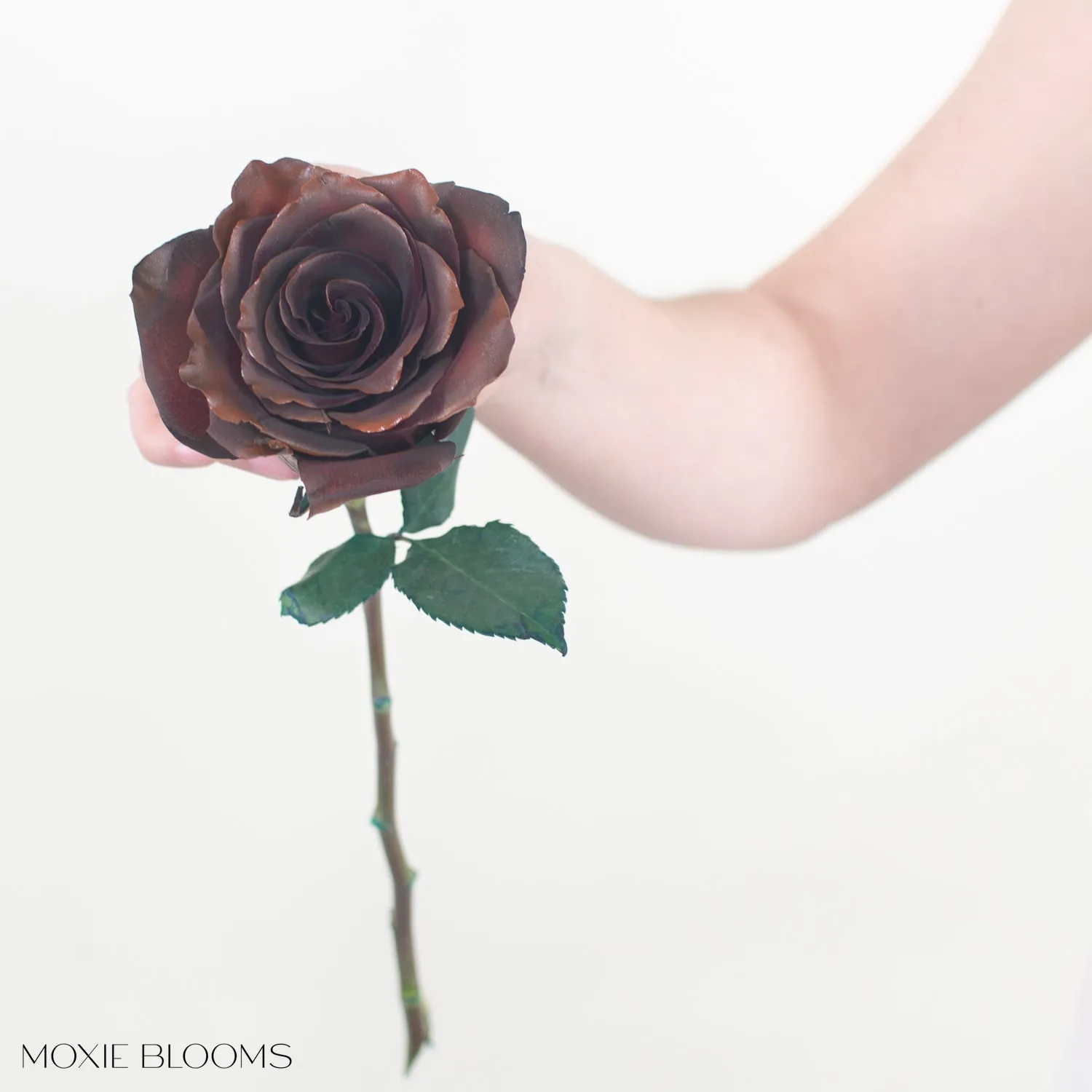 Chocolate Novelty Roses